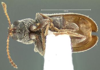 Media type: image;   Entomology 264 Aspect: habitus ventral view